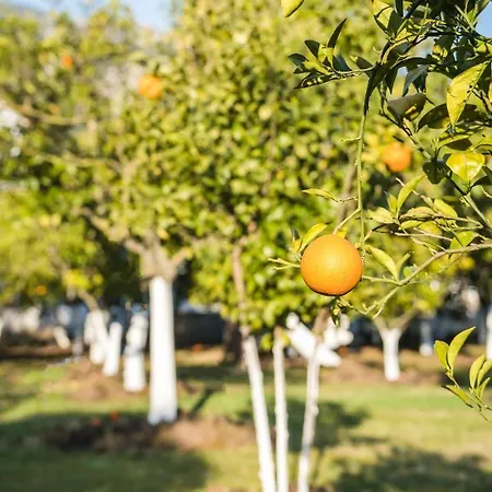 Oase Garden Çıralı